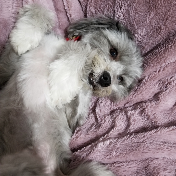 Meet your Posher, Sylvia - Picture 2 of 2